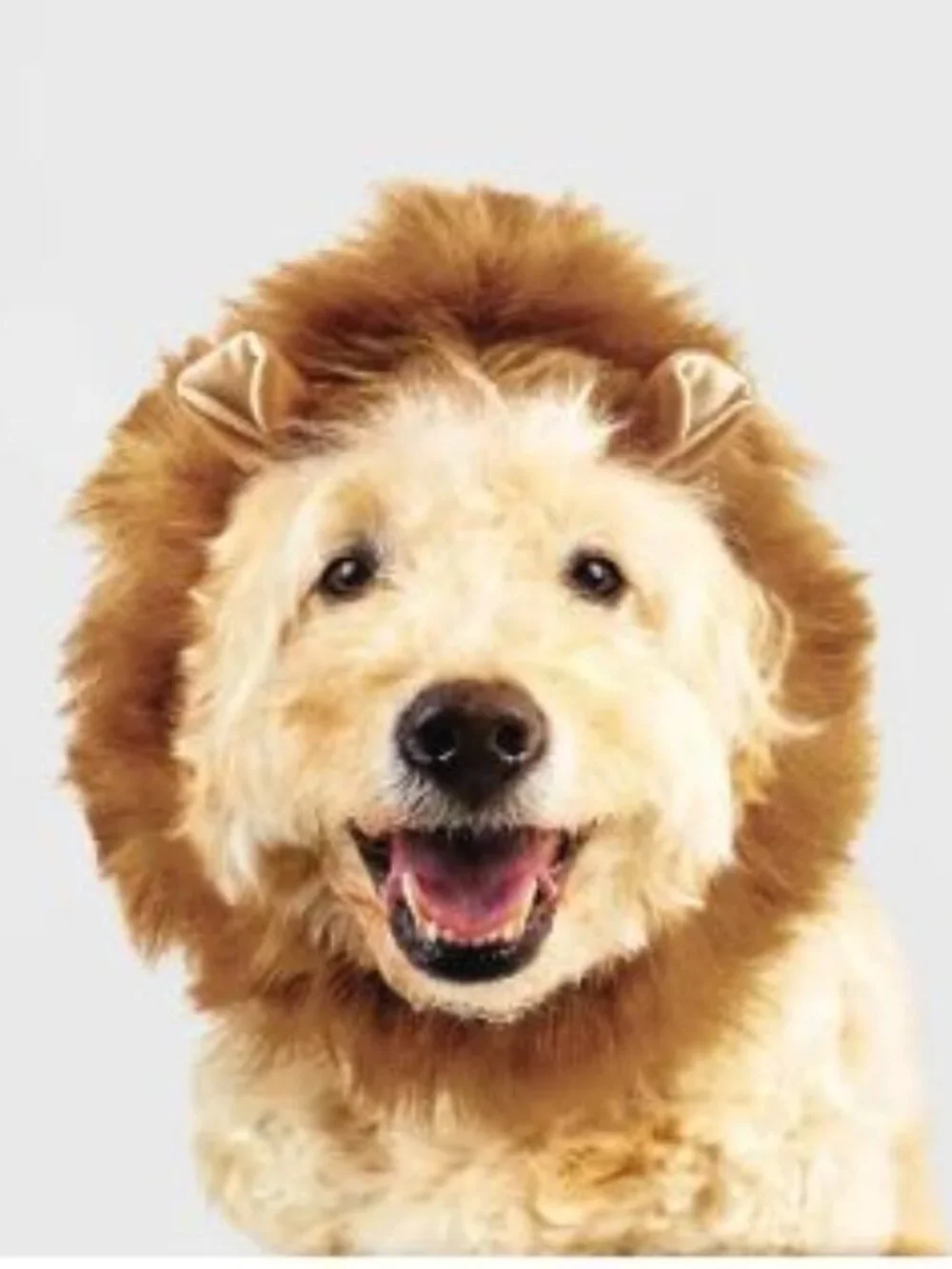 Fang-tastic NWT Pet Hat & Leg Warmer Set - Lion Costume Sz XS/S